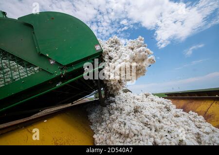 Während der Baumwollernte am 22. August 2020 in Batesville, Texas, lädt ein Spezialerntemaschine Baumwollbolls in einen Baumwollmodulbauer auf seiner Schirmer Farm. Stockfoto