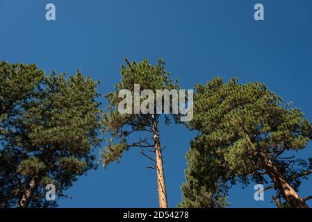 Holland Lake and Falls Trail im Flathead National Forest, Montana. USA. Zurück zu Naturkonzept. Stockfoto