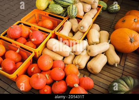 Viele Kürbisse in verschiedenen Größen und Farben liegen auf einem Holzpalette im Lager Stockfoto