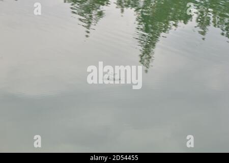 Garry's Halobates Insekt auf dem Wasser im Wald. Stockfoto