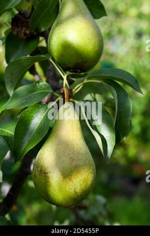 Concorde Birnen (Kreuzung zwischen Konferenz und Doyenne du Comice) wachsen natürlich. Stockfoto