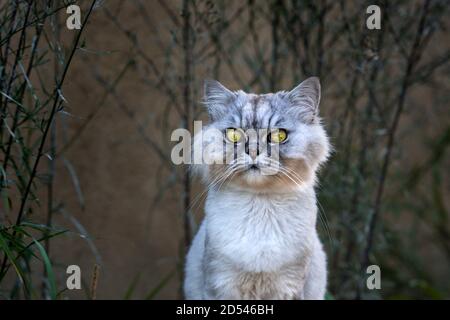 Verspielte grau gepflegte persische Chinchilla reinrassige Katze mit grünen Augen sitzen draußen in den Abend. Stockfoto