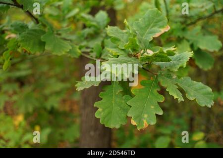 Eiche mit grünen Blättern im Herbstwald Stockfoto