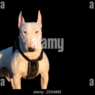 Bull Terrier Minuaturen Stockfoto