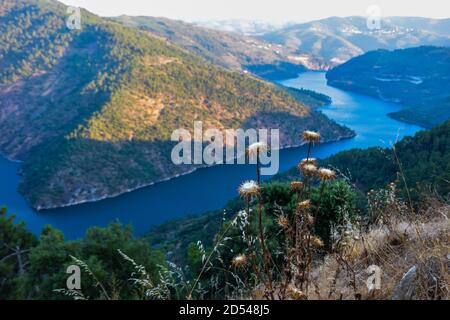 Blumen in einer Berglandschaft Stockfoto