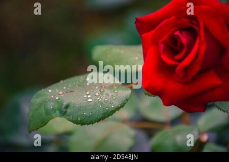 rote rose mit Wassertropfen Stockfoto