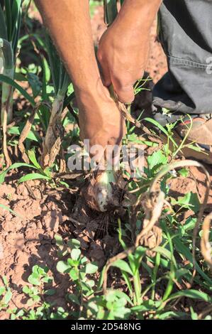 Kolumbianische Hände, pflücken Zwiebeln aus dem Garten Stockfoto