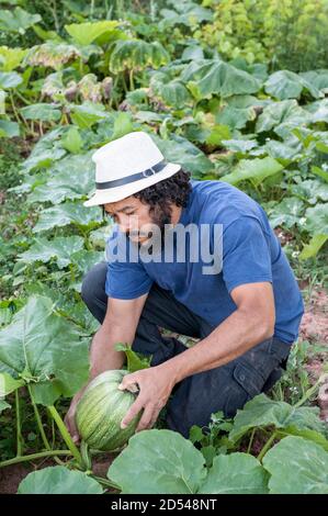 Kolumbianischer Mann pflückt Wassermelonen, im Obstgarten auf den Knien. Stockfoto