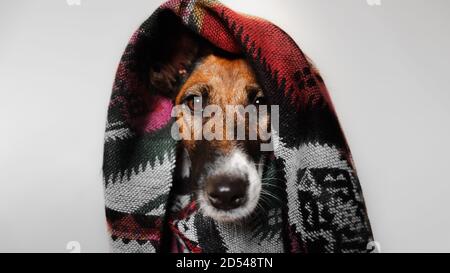 Porträt eines Fuchs Terrier Hund in Decke bedeckt. Smooth Fox Terrier Welpe in Vintage Tribal Karo in grau Studio Hintergrund Stockfoto