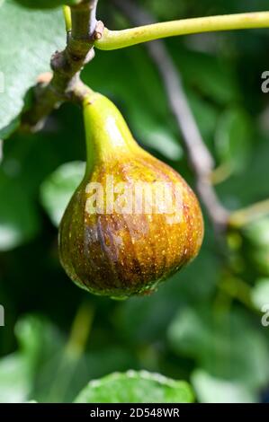 Ficus carica 'Brown Turkey' Feigen wachsen natürlich. Stockfoto