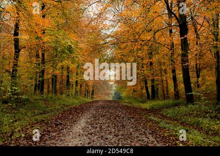 Herbstlicher Wald, Straße Voraus, Gefallene Blätter Stockfoto