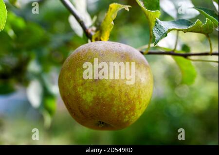 Egremont Russet Apfel wächst natürlich . Stockfoto