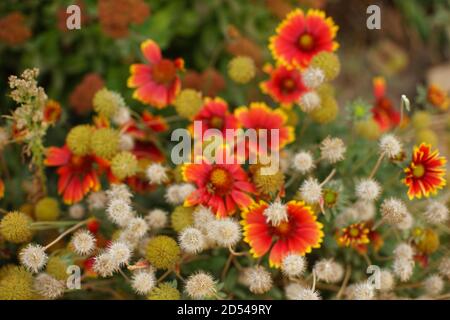 Orangenblüten gaillardia wachsen im Herbstgarten Stockfoto