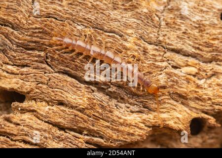 Braun Centipede (Lithobius Forficatus) Stockfoto