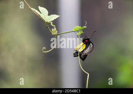 Schmetterling auf einem Zweig in einem Gewächshaus Stockfoto