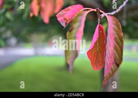 Schöne rote Kirschbaumblätter im Herbst, die den Wechsel der Jahreszeiten von Sommer zu Herbst ausdrücken. Verschwommen und Nahaufnahme Stockfoto