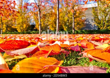 Orange und rote Herbstblätter bedecken sich auf Gras. Goldener Herbst auf dem Universitätscampus, Dublin, Irland Stockfoto