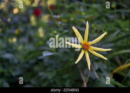 Schöne einzelne herbstliche sternförmige gelbe Dahlia Honka (Verrone's Obsidian) Blume in St. Stephen's Green Park, Dublin, Irland Stockfoto