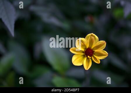 Wunderschöne einsternförmige, acht Blütenblätter große, herbstliche, gelbe Dahlia Honka (Verrone's Obsidian) Blume im St. Stephen's Green Park, Dublin, Irland Stockfoto