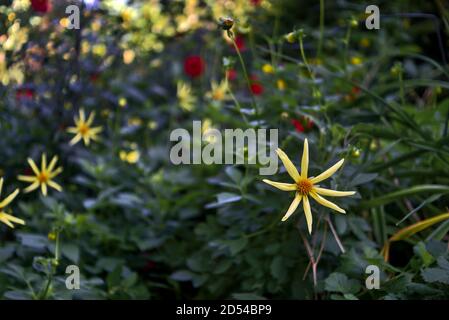 Schöne einzelne herbstliche sternförmige gelbe Dahlia Honka (Verrone's Obsidian) Blume in St. Stephen's Green Park, Dublin, Irland Stockfoto