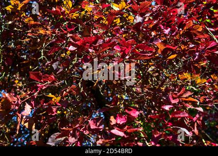 Schöne Mischung aus bunten Herbstblättern. Erstaunlicher herbstlicher Hintergrund von Blättern in allen Farben Stockfoto