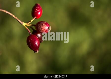 Makroansicht von schönen herbstlichen Hagebutten Frucht auf grünem Hintergrund wächst in Marlay Park, Dublin, Irland Stockfoto