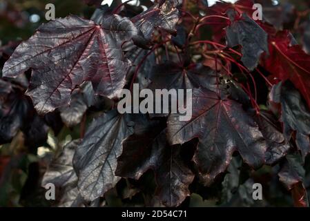 Zweig der erstaunlichen dunkelvioletten Herbstblätter von Acer platanoides Crimson King Norway Ahornbaum auf dem Universitätscampus, Dublin, Irland Stockfoto