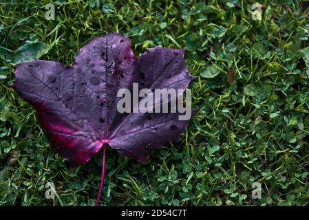 Schöne einzelne dunkel-lila Herbst fallen Blatt von Acer platanoides Crimson King Norway Ahornbaum auf dem Universitätscampus, Dublin, Irland Stockfoto