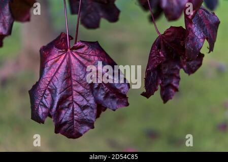 Beautiful dark-purple autumn leaves of Acer Platanoides Crimson King Norway maple tree on university campus, Dublin, Ireland Stockfoto