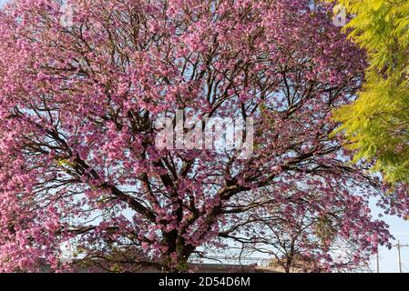 Rosa ipe-Baum (Tabebuia impetiginosa). Der ipe-rosa ist ein südamerikanischer Baum. Sie wächst sehr schnell in frostfreien Regionen (in zwei Jahren erreicht sie 3.5 ME Stockfoto