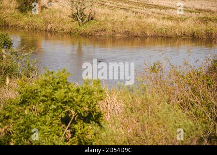 Wilder Otter. Der Otter ist ein Säugetier der Unterfamilie Lutrinae. Es ist in Europa, Asien, Afrika, Nordamerika und in ganz Südamerika, ich gefunden Stockfoto