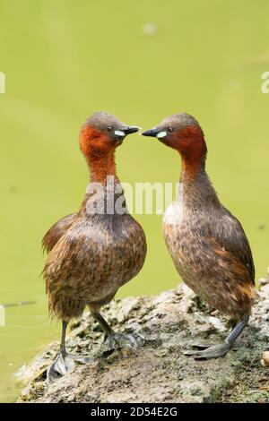 Vertikale Aufnahme von zwei verspielten kleinen Greifchen (Tachybaptus ruficollis) Auf dem Hintergrund eines Teiches Stockfoto