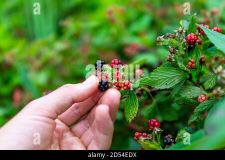 Hängende schwarze und rote reife Brombeeren reifen auf Pflanzenbusch Gartenbauernhof mit Mann Hand Kommissionierung Obst halten Stockfoto