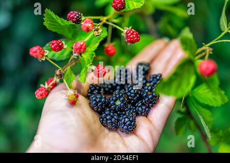 Hängen viele schwarze und rote reife Brombeeren reifen auf der Pflanze bush Gartenfarm mit Mann Hand Kommissionierung hält Obst Stockfoto