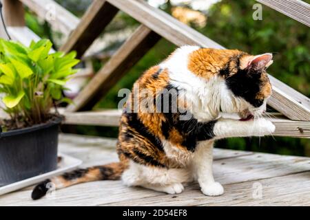 Nahaufnahme einer Calico Katze, die draußen auf dem Haus sitzt Deck durch Holzzaun Pflege lecken Pfote mit überschüssiger Haut Hängend Stockfoto