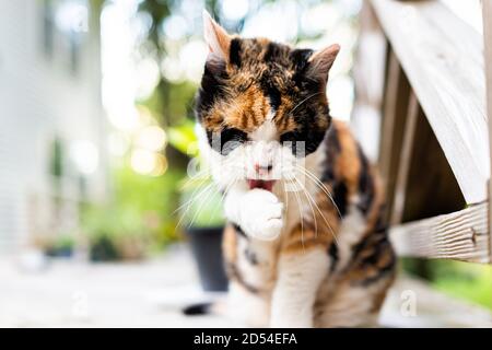 Nahaufnahme Makro einer Calico Katze draußen auf dem Haus sitzen Deck durch Holzzaun Pflege lecken Pfote Vorderansicht mit Schnurrhaare Stockfoto