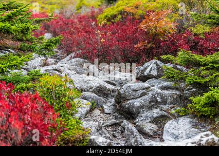 Bunte rote Büsche Blätter Laub im Herbst in Bear Felsen bei Dolly Sods in West Virginia im National Forest Park mit felsigen Stein Pfad Pat Stockfoto