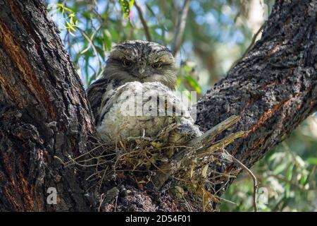 Männlicher australischer Tawny Frogmouth mit zwei Küken auf Nest in einer Gabel des australischen einheimischen Baumes, Gilpin Park, Brunswick, Victoria, Australien Stockfoto