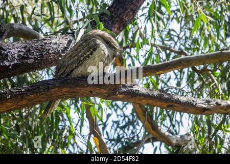 Weiblicher australischer Tawny Frogmouth, der in Baumnähe neben Nest mit Männchen und zwei Küken ruht, Melbourne, Australien Stockfoto