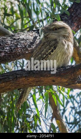 Weiblicher australischer Tawny Frogmouth, der in Baumnähe neben Nest mit Männchen und zwei Küken ruht, Melbourne, Australien Stockfoto