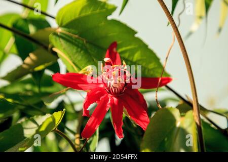 Rote scharlachrote Flamme Passionsblume Rebe in Naples, Florida Stockfoto