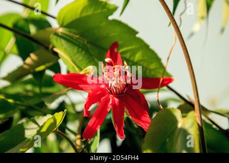 Rote scharlachrote Flamme Passionsblume Rebe in Naples, Florida Stockfoto