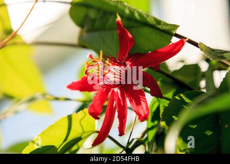 Rote scharlachrote Flamme Passionsblume Rebe in Naples, Florida Stockfoto