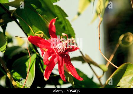 Rote scharlachrote Flamme Passionsblume Rebe in Naples, Florida Stockfoto