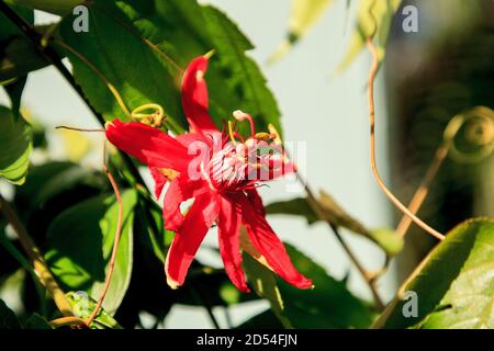 Rote scharlachrote Flamme Passionsblume Rebe in Naples, Florida Stockfoto