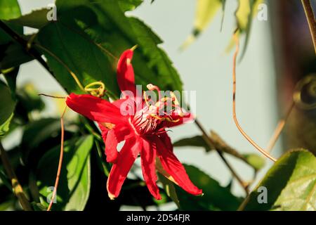 Rote scharlachrote Flamme Passionsblume Rebe in Naples, Florida Stockfoto