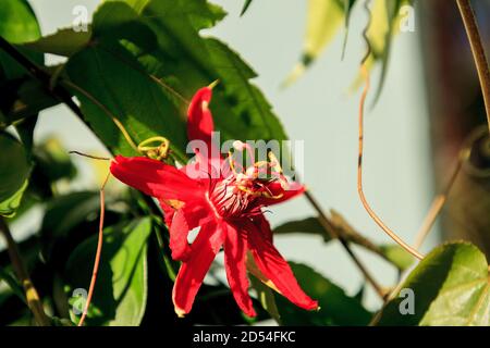 Rote scharlachrote Flamme Passionsblume Rebe in Naples, Florida Stockfoto