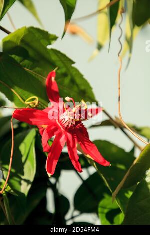 Rote scharlachrote Flamme Passionsblume Rebe in Naples, Florida Stockfoto