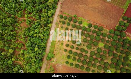 Luftaufnahme der Landschaft mit Mangobäume Plantage. Panoramabild in 4k Stockfoto
