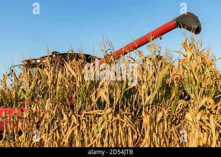 Maisfeld im Herbst während der Maisernte. Mähdrescher im Hintergrund. Konzept der Landwirtschaft, Ernte, Handel und Export Stockfoto